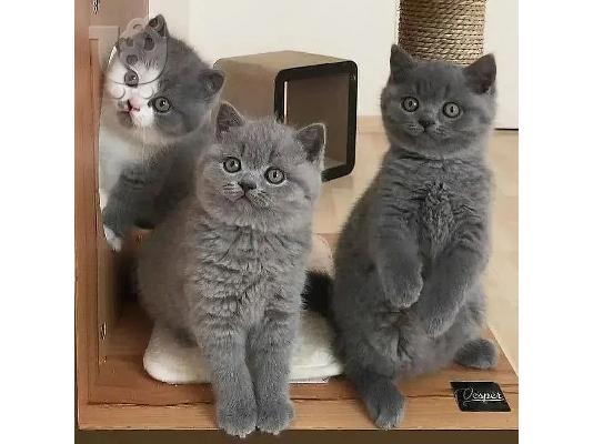 Θηλυκό γατάκι Maine Coon Mazza ρείθρο, το οποίο είναι